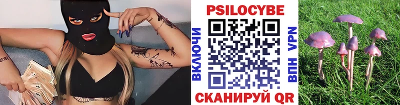как найти закладки  Задонск  Псилоцибиновые грибы Psilocybe 